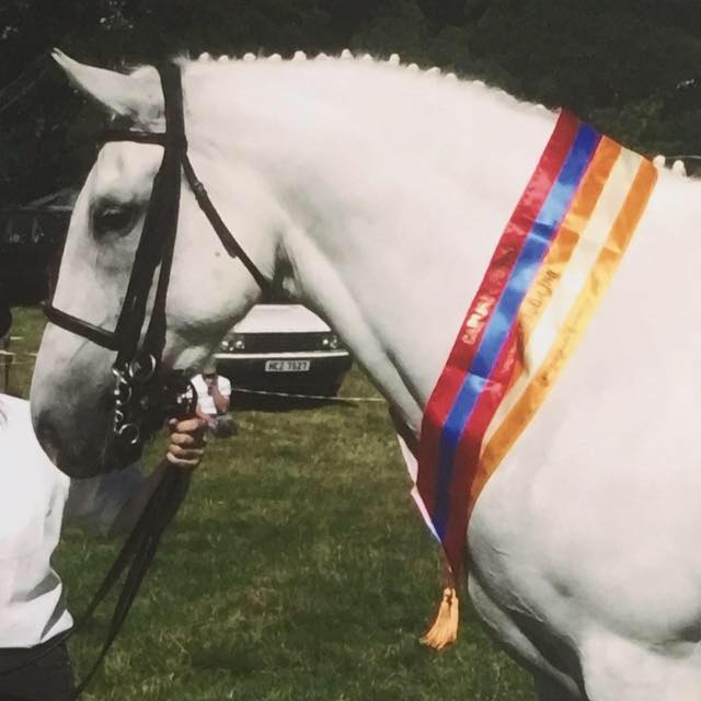 Ardglen & Tievenny Irish Draught Horses